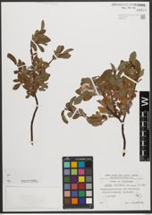 Foto von Salix waldsteiniana Willd.